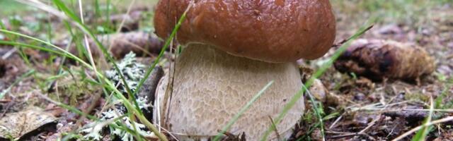 Elron запустил «Грибной экспресс»