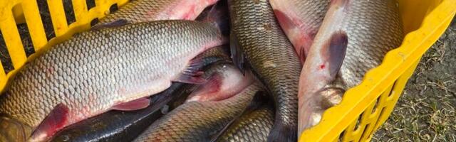 Высокая численность язя приносит рыбакам больше убытков, чем доходов