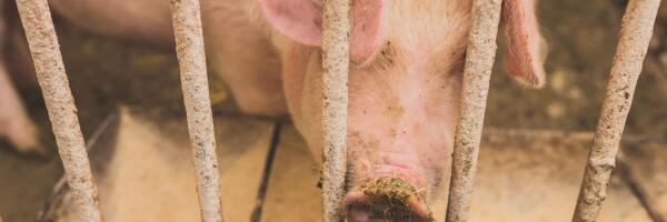 Вспышка АЧС констатирована на ферме с более чем 22000 свиней