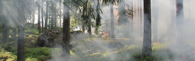 Пожароопасное время: с 21 июля вводятся  ограничения в Тартумаа