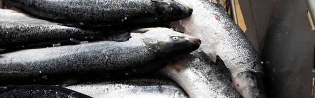 Рыбоперерабатывающее предприятие в Какумяэ сокращает персонал