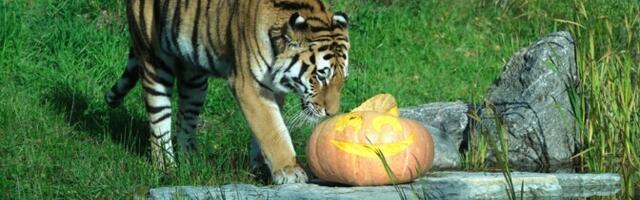 Таллиннский зоопарк начал традиционный сбор овощей для питомцев