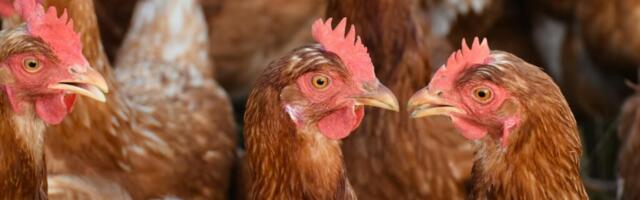 На Хийумаа выявлен очаг птичьего гриппа: птицы подлежат уничтожению