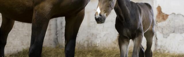 Рождение первого клонированного жеребенка выводит коневодство Эстонии на мировую карту