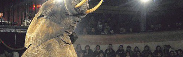 Слоны никак не угомонятся: сначала подрались во время представления, а затем один напал на рабочего цирка. Это протест?