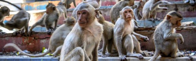 ВИДЕО | Город в Таиланде захватили обезьяны