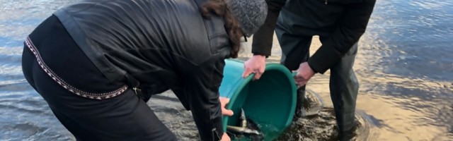 В реку Нарову были выпущены 50 балтийских осетров, оснащенных телеметрическим оборудованием