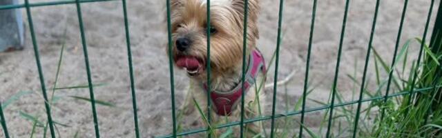 Вы случайно не видели? Зоозащитники ищут мальчика, который бил и тряс собаку