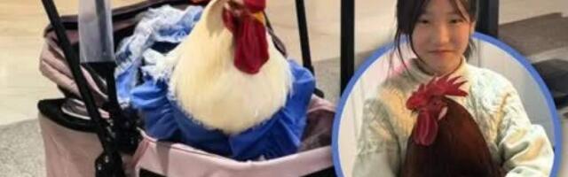 Курицы вместо кошек и собак: в Китае набирает популярность необычный тренд на домашних питомцев