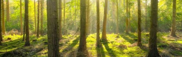 В новой лесной стратегии ЕС – охрана древних лесов и 3 млрд новых деревьев