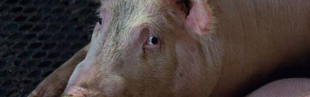 Известный мясопереработчик приостанавливает производство из-за АЧС