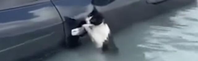 ВИДЕО ⟩ В Дубае полицейские спасли кота, который уцепился за ручку авто, чтобы не утонуть
