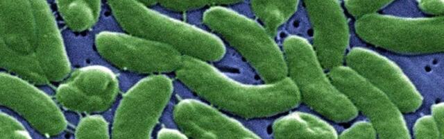 В Испании закрывают пляжи из-за плотоядной бактерии Vibrio