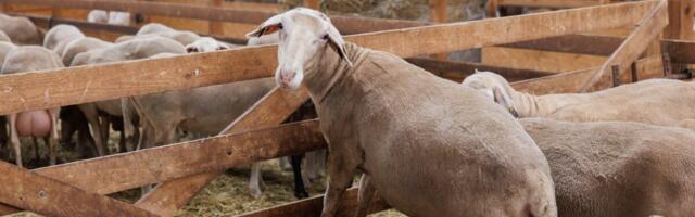 Экспорт товаров эстонского производства сократился