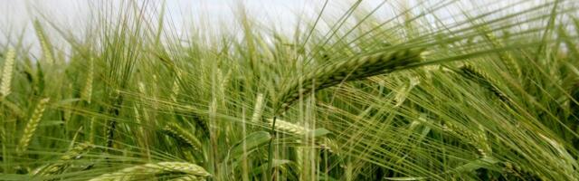 В Евросоюзе достигли компромисса по импорту сельхозпродукции из Украины