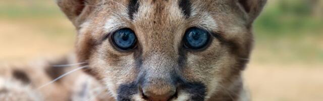 ФОТО ⟩ В зоопарке Никарагуа родилась уникальная пума-альбинос