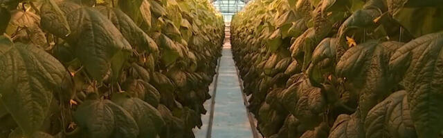 Новая теплица в Луунья позволит увеличить урожай огурцов и снизить затраты