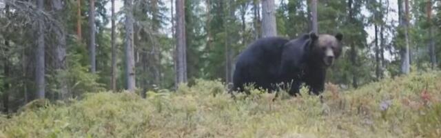 В Финляндии растет популяция медведей
