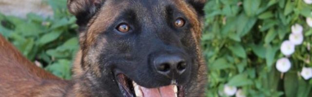 В Идаской префектуре появилась бельгийская овчарка Айко