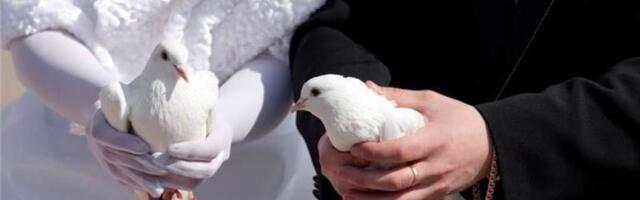 Немецкие зоозащитники призвали отказаться от белых голубей на свадьбах