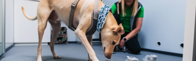 В аэропорту Хельсинки вместо теста на коронавирус можно просто дать служебной собаке себя понюхать!