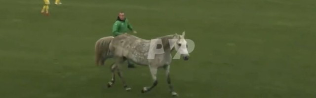 ВИДЕО | Две собаки и лошадь прервали матч сборной Украины