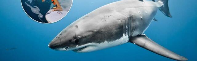 Майк Кутс, сёрфер, нападение акулы