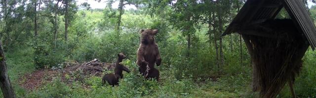 ВИДЕО: лесная видеокамера засняла медведицу с тремя медвежатами в Ляэне-Вирумаа