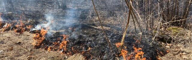 В Ида-Вирумаа резко выросло число ландшафтных пожаров