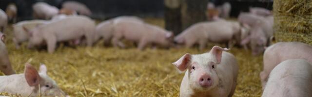 В Латвии ликвидируют более 20 тысячи свиней