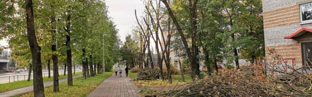 От части деревьев на Таллиннском шоссе остались только стволы