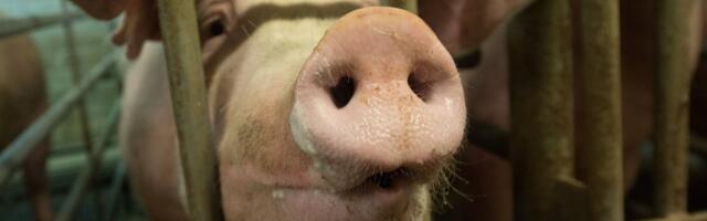 Свиньи на ферме Нурме начали умирать от африканской чумы свиней: „Защитница животных устроила цирковое представление, кричала и плакала“