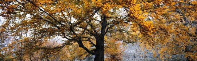 Таллинн ищет световое решение для парка Хирве