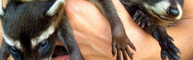 В Новой Каховке из-за наводнения уничтожен зоопарк. Погибли около 300 животных