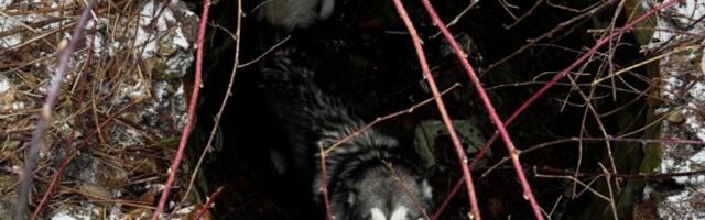 ФОТО | Собака упала в глубокую яму, на помощь пришли спасатели