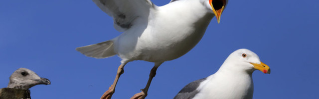 «Чайко-апокалипсис»: птицы захватывают Нарву