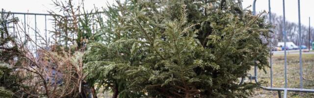 Cо 2 января в Ласнамяэ будут открыты 15 пунктов сбора старых рождественских елей