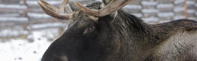 Ночное столкновение на трассе: лось погиб, водителю понадобилась помощь врачей