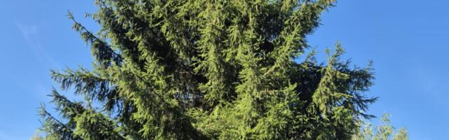 Тарту уже нашел рождественскую ель