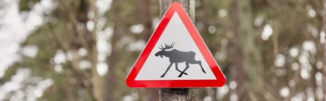 В Таллинне на участках с интенсивным перемещением диких животных установлены предупреждающие знаки
