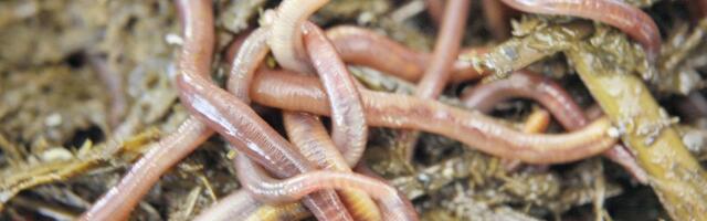 10-летний мальчик нашел способ зарабатывать. Он собирает червей и продает их рыбакам