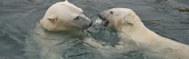 ФОТО и ВИДЕО | Белые медведи Таллиннского зоопарка Распутин и Фрийда наконец встретились. Как прошло их знакомство?