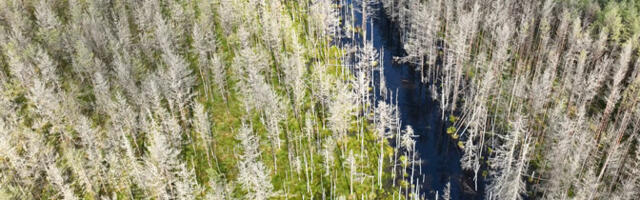 Канцлер: перенаправление средств в оборону затруднит для Эстонии выполнение климатических целей