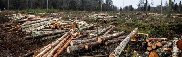 Еврокомиссия требует от Эстонии положить конец уничтожению охраняемых лесов