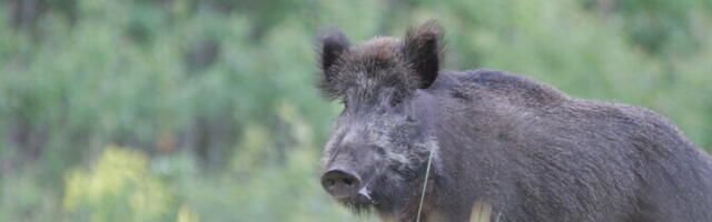 Распространение АЧС в лесах имеет тенденцию к росту