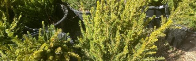 В Юго-Восточной Эстонии владельцы частных лесов раньше обычного начали посадку леса