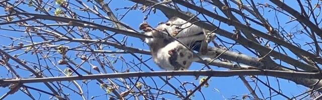 Застрявшую на дереве кошку чуть не заклевали вороны