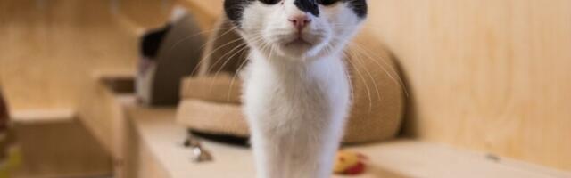 Второй шанс: где и как найти домашнего питомца