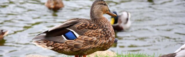 Житель Таллинна: булочка для птички может быть смертельно опасна
