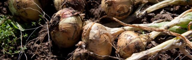 Мизерная зарплата и тяжелый труд: фермера обвиняют в торговле людьми